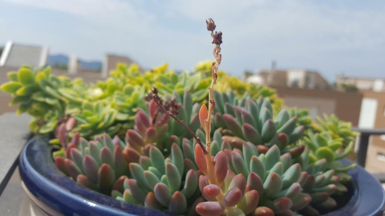 Apartmán Garden Terrace